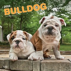 【輸入版】2024年 子犬のブルドッグ カレンダー / ブラウントラウト 30.5 x 61 cm (Bulldog Puppies  Calendar)