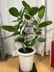 フィカス・ベンガレンシス 8号 144cm ベンガルボダイジュ - メルカリ