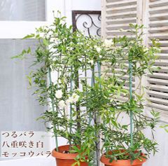 観葉植物 現品販売 シーグレープ ココロバ 8号ポット 高さ140cm