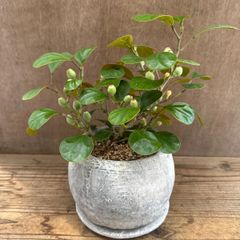 フィカス　ゴールドコイン 鉢付き 現品 Ficus deltoidea フィカス デルトイデア コバンボダイジュ 観葉植物 観葉 植物  珍奇 珍しい レア 希少 インテリア プレゼント おしゃれ かわいい リビング おうち時間 グリーン アートプランツ