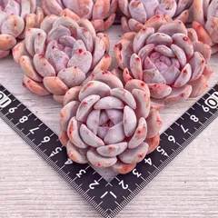 訳あり特価品◎フィレンツェ◎多肉植物 カット苗 韓国苗 エケベリア等 訳あり特価品◎フィレンツェ◎多肉植物 カット苗 韓国苗