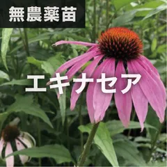 エキナセア苗 ２種類 | www.tspea.org