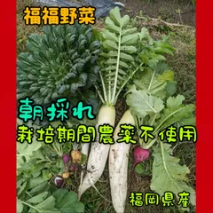 福岡県産　朝採れ　旬のお野菜セット　1.2人用