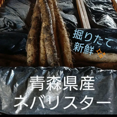 青森県産 ネバリスター 2kg