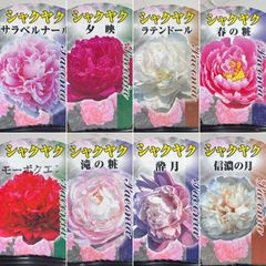 【宿根草】芍薬（シャクヤク）八重咲き　3.5号ラベル苗