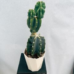 ［現品］♡かわいい♡  90番　柱サボテン　鬼面角  ブランチ　5号　観葉植物　室内　多肉植物　ユニーク
