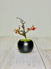 長寿梅　小品盆栽　ちょうじゅばい