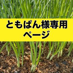 とまぱん様専用ページ‼️玉ねぎ苗