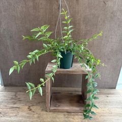 ★ホヤ ベラ ① Hoya lanceolata ssp. bella サクララン 桜蘭 セブンスター 観葉植物 観葉 植物 珍奇植物 珍奇 珍しい レア 希少 つる性植物 つる性 吊るす 吊り下げ ハンギング インテリア プレゼント グリーン アートプランツ