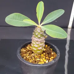 2025年最新】パキポディオイデスの人気アイテム - メルカリ