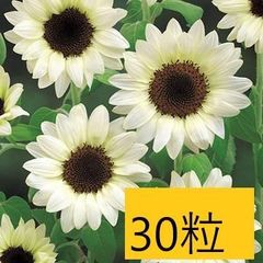 【花の種】３０粒　珍しい白いヒマワリ　ひまわり　ホワイトナイト　花びらが白系