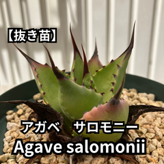 【抜き苗】アガベ　サロモニー　Agave salomonii　2024-6-15-as7