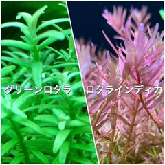 グリーンロタラ、ロタラインディカ水上葉　各10本