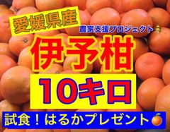 伊予柑10キロ  はるかプレゼント！