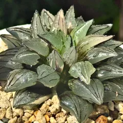 【激安】西瓜寿　アトロフスカミュータント　大群生　巨大株　極上品　最高級品　裏窓 激安】西瓜寿 アトロフスカミュータント 大群生 巨大株 極上品