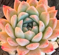 6-4】多肉植物4点セット（現品限り） - メルカリ