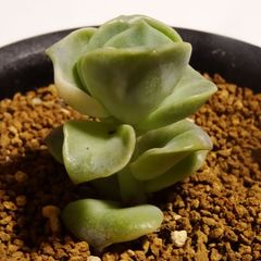 韓国苗【ラブリーローズ錦】エケベリア