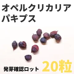 種子20粒　オペルクリカリア・パキプス