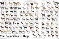 エポック社（EPOCH） 1000ピース ジグソーパズル いきもの/ペット いぬ 犬の系統図 （50×75cm） 12-625s のり付き ヘラ付き 点数券付き