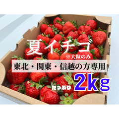 ✨セール中✨青森県産　大玉！！夏イチゴ　2kg  いちご　苺