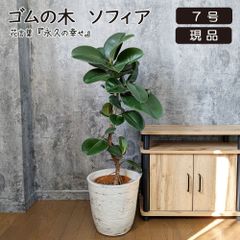 観葉植物 大型 ゴムの木 フィカス ソフィア 幹曲がり 8号 【現品】 アンティーク調鉢カバー おしゃれ 鉢植え 人気 お祝い 誕生日 インテリア 送料無料