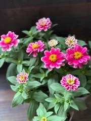 カメ様専用　おまとめセット