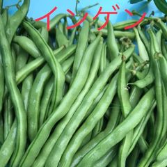 インゲン　いんげん　豆　　期間限定品　10／10まで