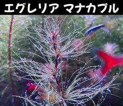 エグレリア マナカプル  2本 水中葉  送料無料