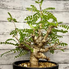 パキポディウム グラキリス 現地球 ベアルート (発根済み) 塊根植物