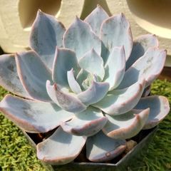 多肉植物エケベリア属サブセシリス