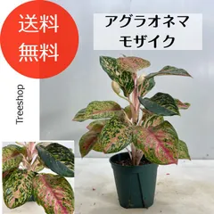 希少 アグラオネマ モザイク○運気上昇 あぐらおねま 5号 非耐寒