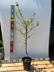 強い山椒苗 /スーパー花山椒5号接木苗・強健台木