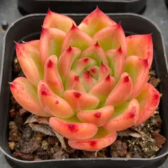 多肉アン✡️桜蓮✡️命名 エケベリア 多肉 抜き苗 ピンク 多肉アン✡️桜蓮✡️命名 エケベリア 多肉 抜き苗 ピンク