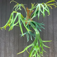 その後のビカクシダ SSフーン（P. SS foong) ① | calmplantsの