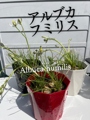 アルブカ　フミリス　鉢ごと発送致します‼️