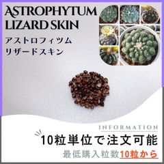 【種子】アストロフィツム リザードスキン /セット割有 数量10粒から購入可