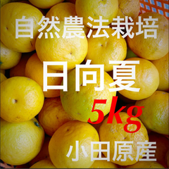 メルカリShops - 農薬不使用レモン 約2kg 片浦産 産地直送 送料込み