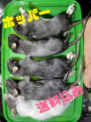 Item thumbnail for item 0ed237e2-d498-4663-8fbb-29969fc2f571