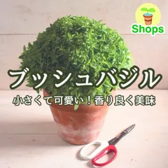 【ハーブの種】ブッシュバジル☆アフロバジル 花の種子 約300粒！のサムネイル