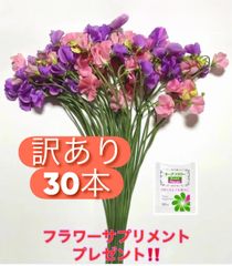 【訳あり】SDGs ロスフラワー 発送日に収穫 超新鮮 最速即日発送 花 生花 切り花 花束 産地直送 スイートピー 30本 ※保水有 フラワー サプリメント ガーデニング インテリア 春の花 新春 切花