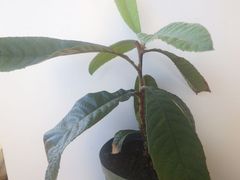 果樹苗（実生・挿し木）