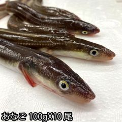朝〆 生 穴子 開き 約100gX10尾（冷蔵便） レシピ付き あなご アナゴ 煮穴子 白焼き 穴子丼 穴子天ぷら