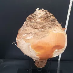 2025年最新】ブーファン ハエマンソイデスの人気アイテム - メルカリ