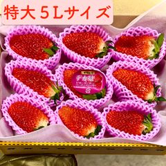 翌日発送 紅みかん 箱込約10㌔高級味濃い 高騰中 みかん 小原