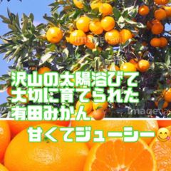 有田みかん🍊1kgＢ級品　S～M濃厚ジューシー　 味はA級品！！