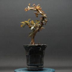 "Boswellia nana hybrid" ボスウェリア ナナ ハイブリッド 管理2279