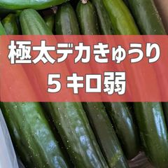 超特価！極太デカきゅうり！　野菜ソムリエサミット銀賞受賞　農家直送　減農薬　有機肥料　きゅうり　訳あり　規格外　5kg 産地直送
