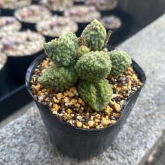 ちぃ様専用＊多肉植物 アドロミスクス ヘレー グリーンボールリトープス コロナ玉