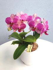 カトレア原種 C.gaskelliana semialba 'Hanza' OG - メルカリ