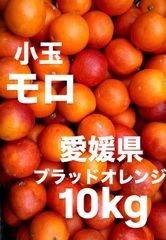 愛媛県産　モロ　ブラッドオレンジ　柑橘　10kg